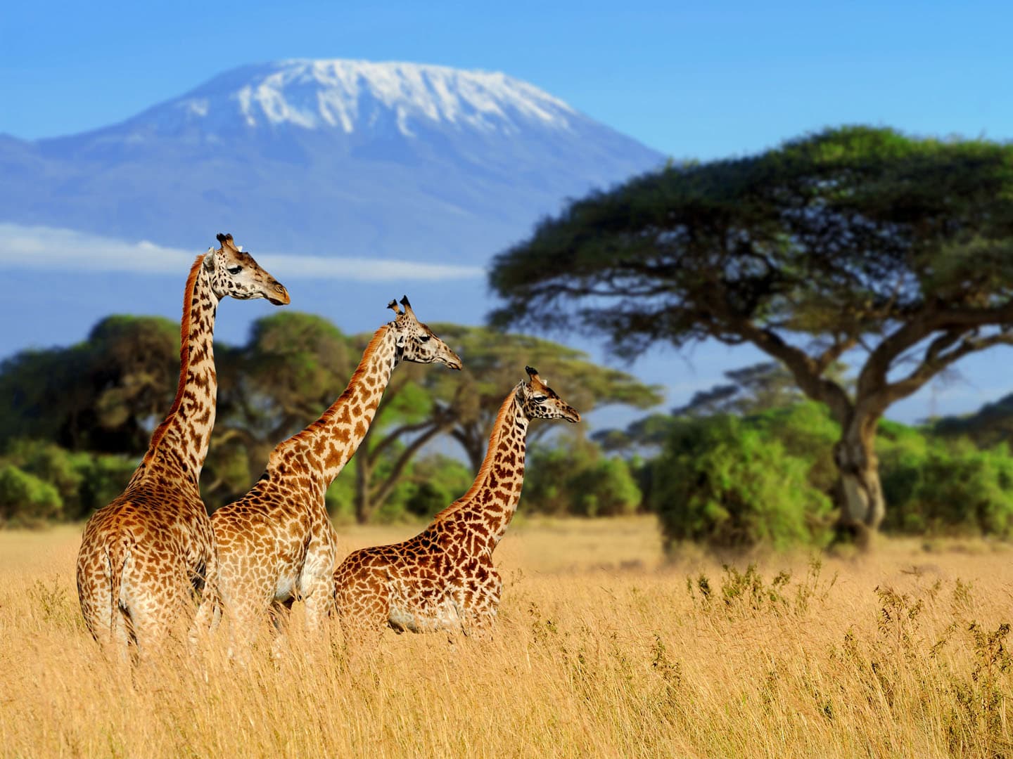 Tanzania — villmark og migrasjon i Serengeti, langt fra turistmassene