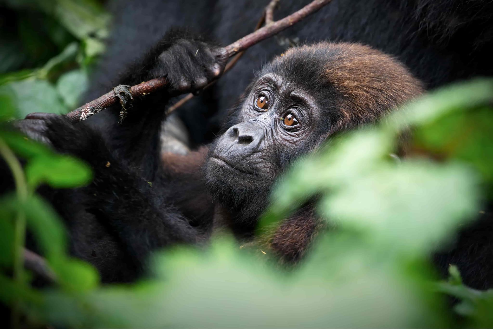 Uganda — gorillasafari i Bwindi Impenetrable Forest