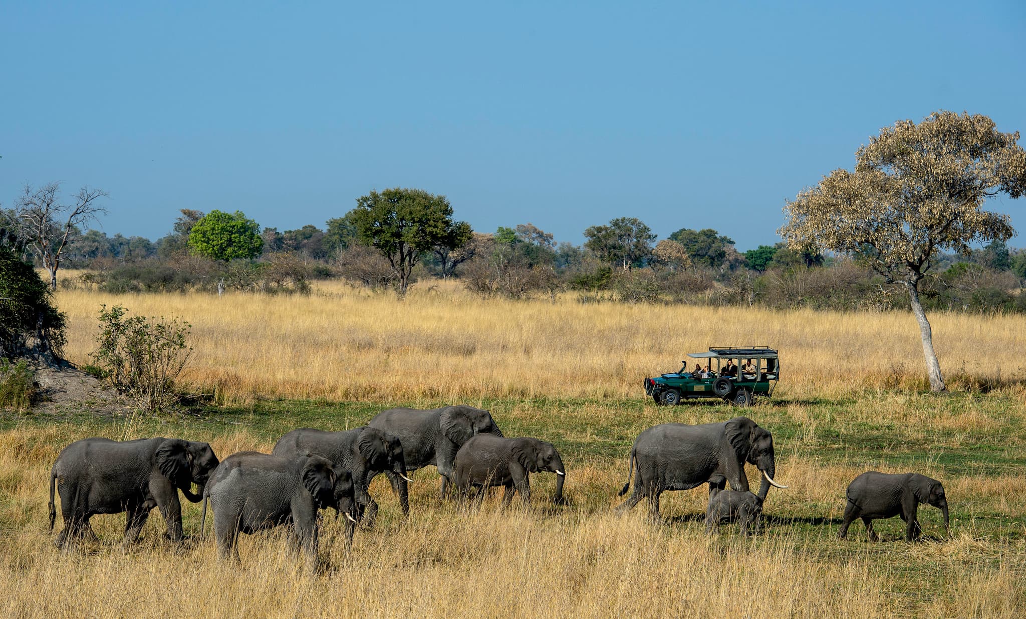 Elefantfamilie krysser stien tjue meter foran safaribilen — foreldre legger armen rundt barna, solen synker over savannen