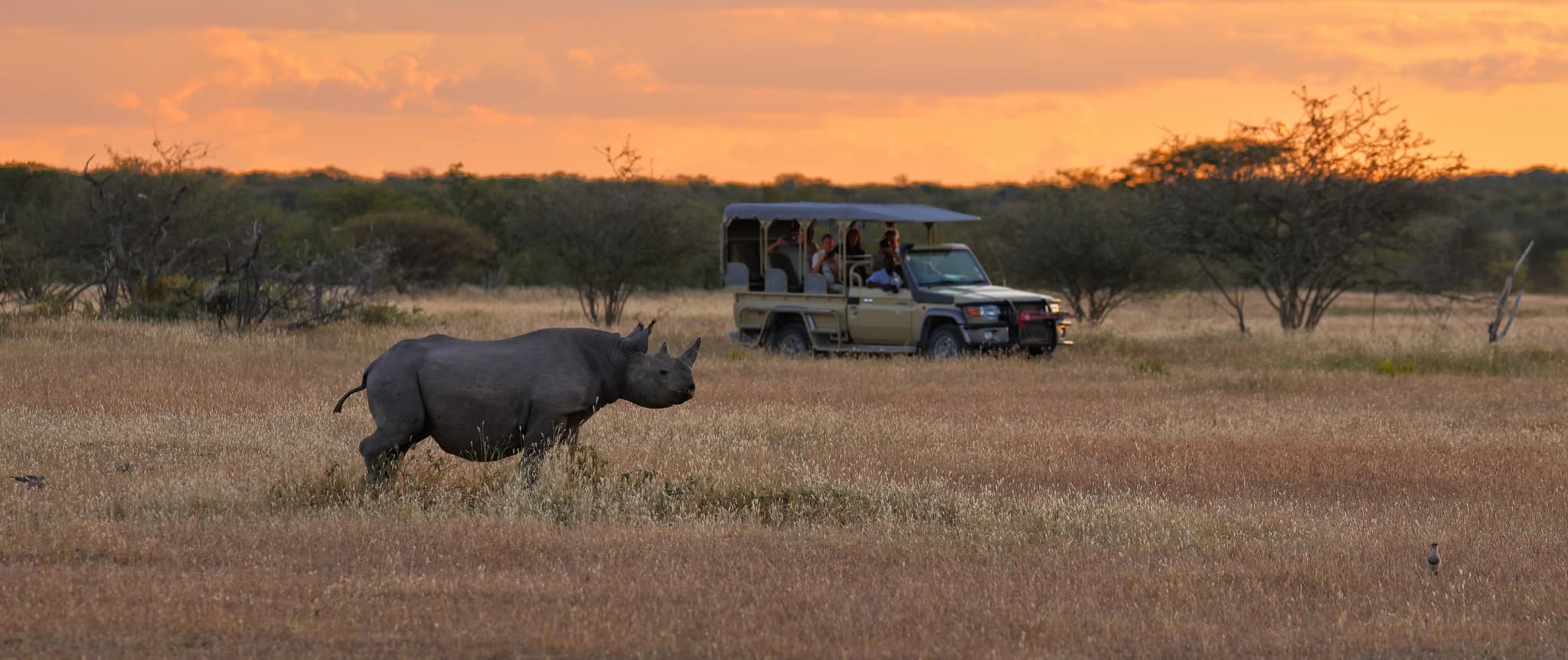 Én safaribil alene på sletten, dyreliv i forgrunnen, ingen andre biler synlige